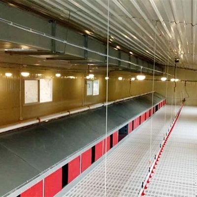 Farm Breeder Houses Male Broiler Chicken Equipment