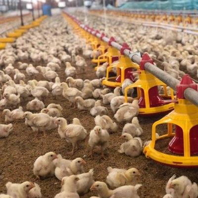 Farm Breeder Houses Male Broiler Chicken Equipment